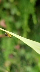Syrphidae
