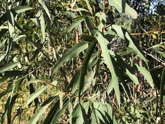 Corymbia tessellaris