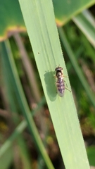 Syrphidae