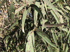 Corymbia tessellaris