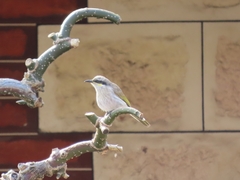 Gavicalis virescens