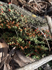 Cladonia cristatella