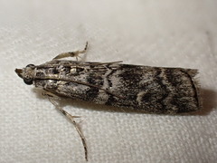 Dioryctria