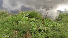 Heracleum sosnowskyi