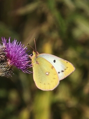Colias hyale