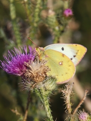 Colias hyale