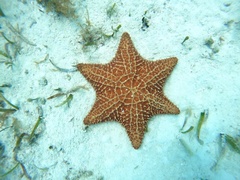Oreaster reticulatus