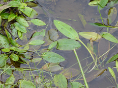 Potamogeton polygonifolius