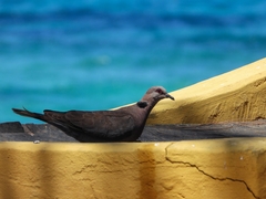 Streptopelia semitorquata