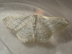 Idaea subsericeata