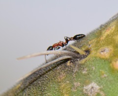 Pseudomyrmex