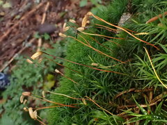 Polytrichum pallidisetum