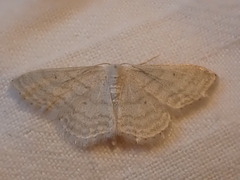 Idaea subsericeata