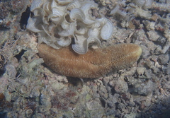 Herpolitha limax