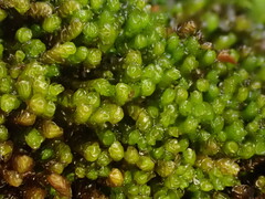 Marsupella emarginata