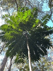 Ailanthus triphysa