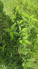 Helianthus tuberosus