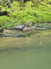 Hymenolaimus malacorhynchos