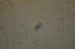 Bryolymnia viridata
