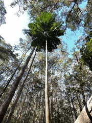 Ailanthus triphysa