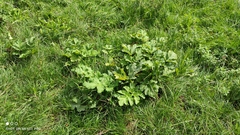 Heracleum sosnowskyi