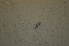 Bryolymnia viridata