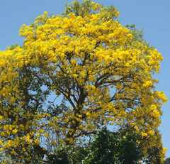 Handroanthus serratifolius