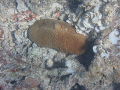 Ctenactis