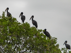 Anastomus lamelligerus