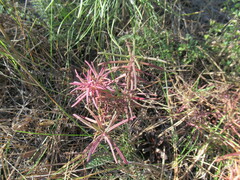 Dracocephalum ruyschiana