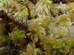 Sphagnum angustifolium