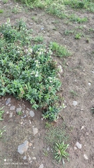 Saponaria officinalis