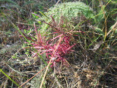 Dracocephalum ruyschiana