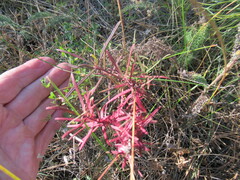 Dracocephalum ruyschiana
