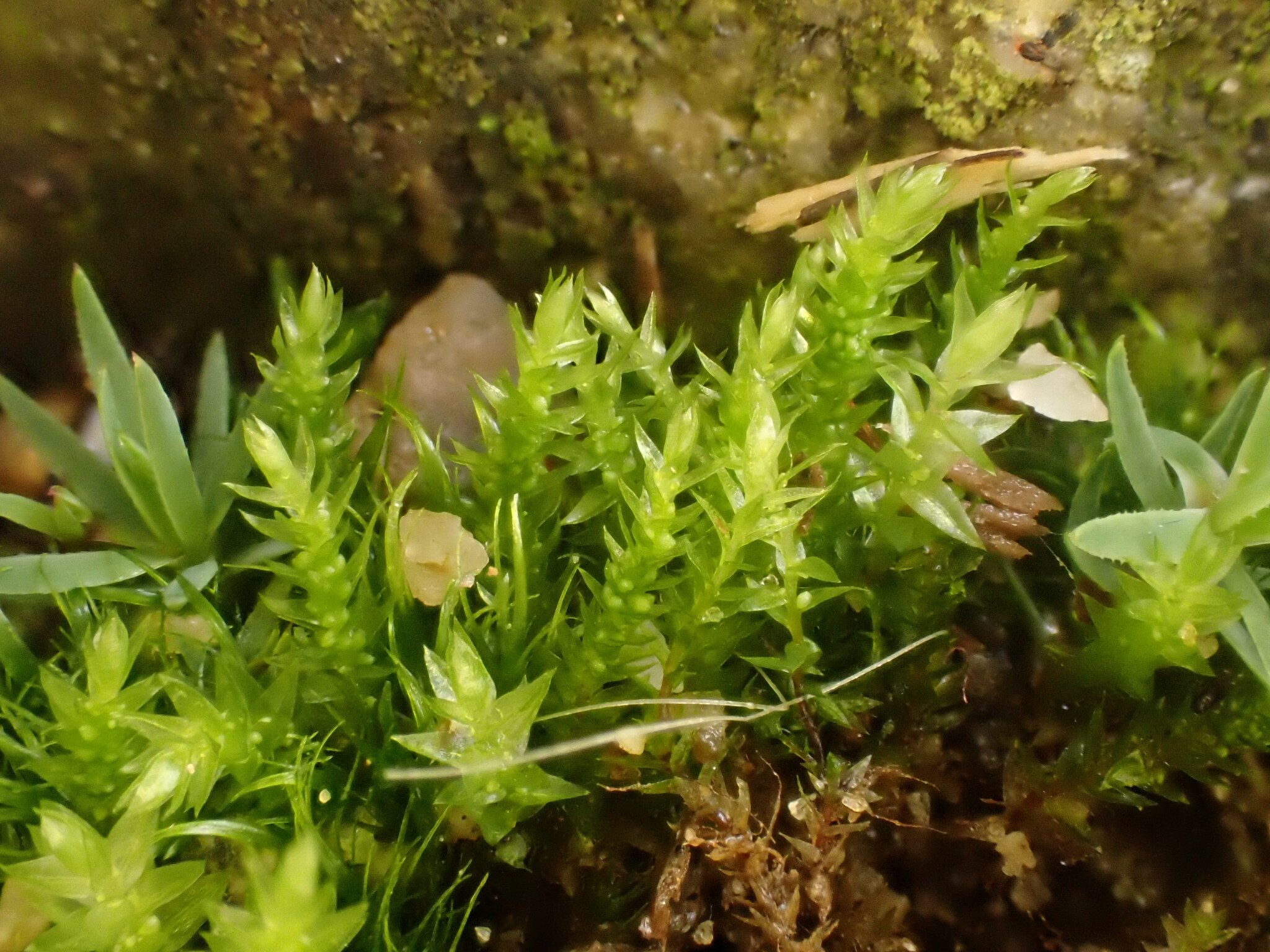 Pohlia bulbifera
