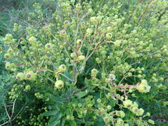 Senecio glastifolius