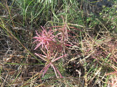 Dracocephalum ruyschiana