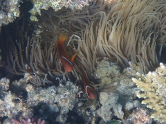 Heteractis crispa