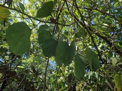 Bauhinieae