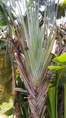 Ravenala madagascariensis
