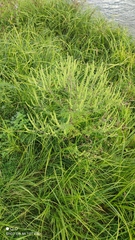 Ambrosia artemisiifolia