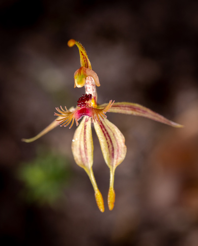 Caladenia plicata Fitzg.
