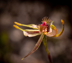 Caladenia plicata
