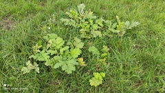 Heracleum sosnowskyi