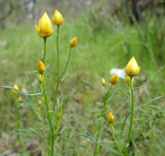 Xerochrysum viscosum