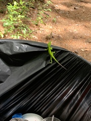 Anolis carolinensis
