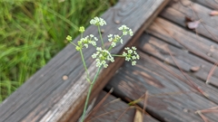 Oenantheae