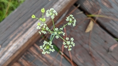 Oenantheae