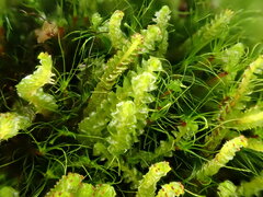 Anastrepta orcadensis