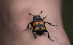 Nicrophorus vespilloides